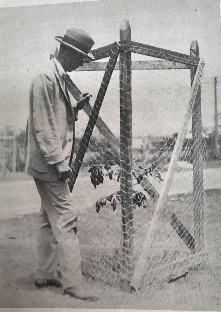 TJ Rothwell inspecting a tree guard along Anzac Avenue