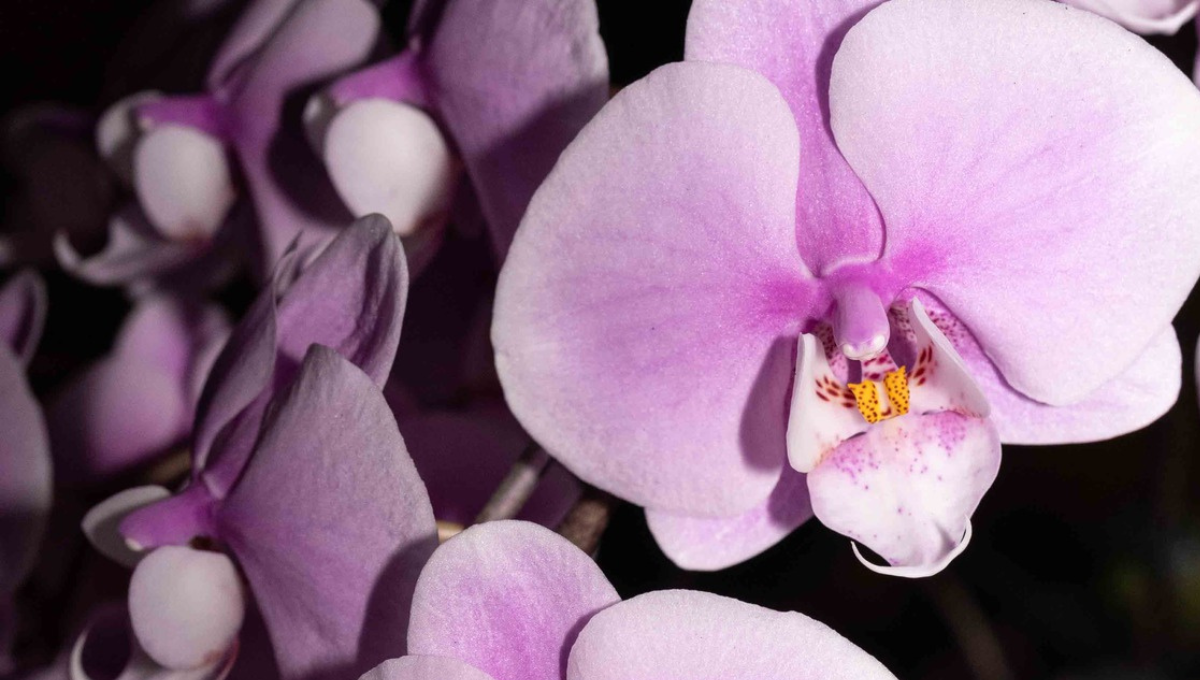 Creative photo of blooming pink orchids