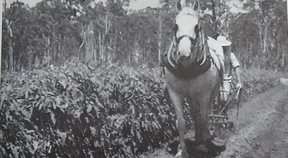 Horse-drawn mechanism for farming