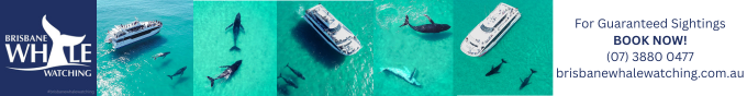 Whale Watching Brisbane leaderboard banner ad